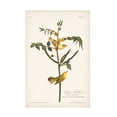 thumbnail image 1 of John James Audubon 'Childrens Warbler' Canvas Art, 1 of 3