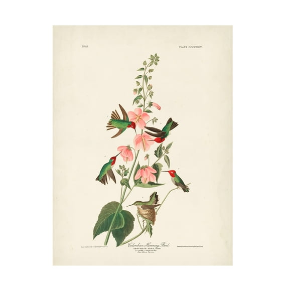 John James Audubon 'Columbian Hummingbird' Canvas Art