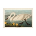 thumbnail image 1 of John James Audubon 'Common Swan' Canvas Art, 1 of 1
