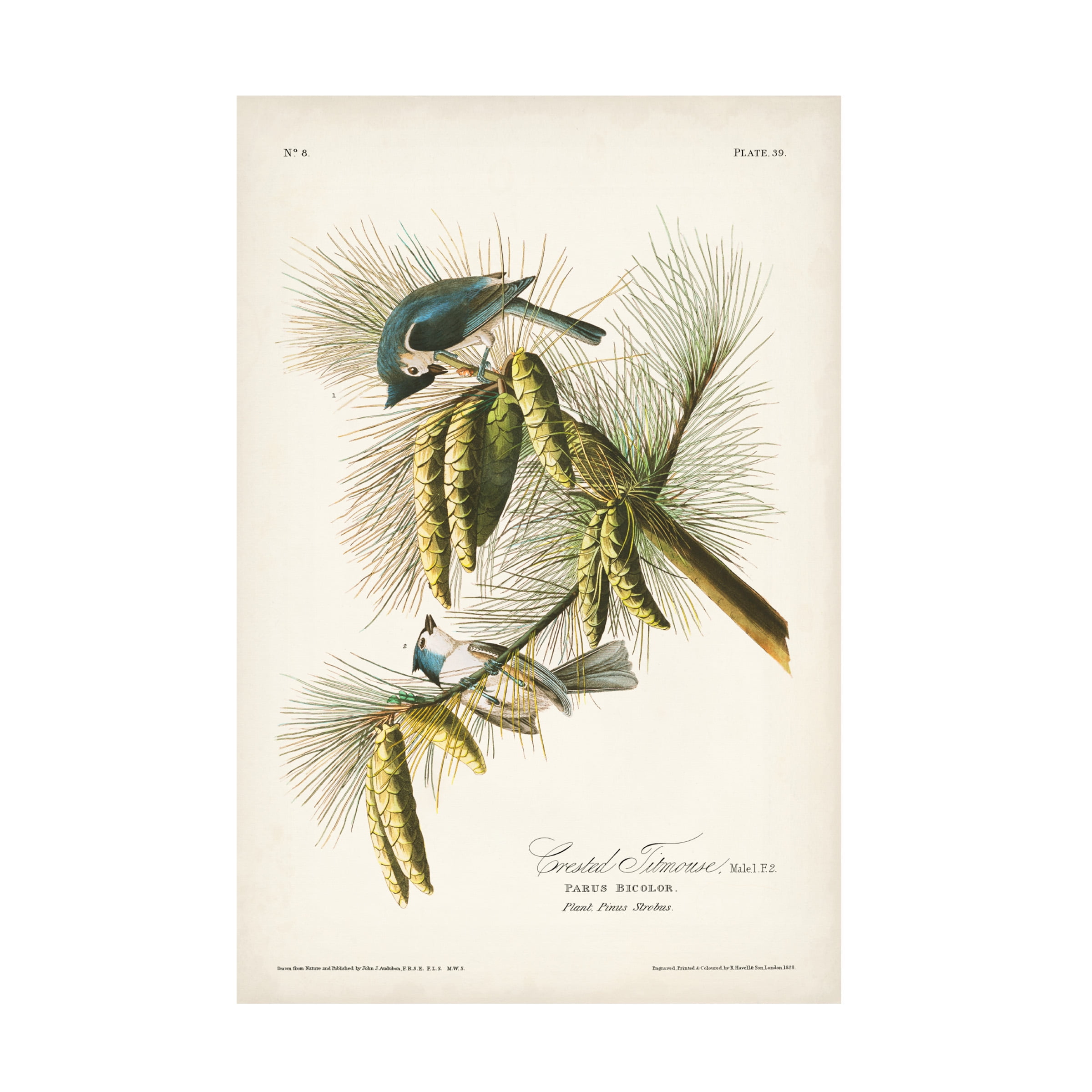 John James Audubon 'Crested Titmouse' Canvas Art
