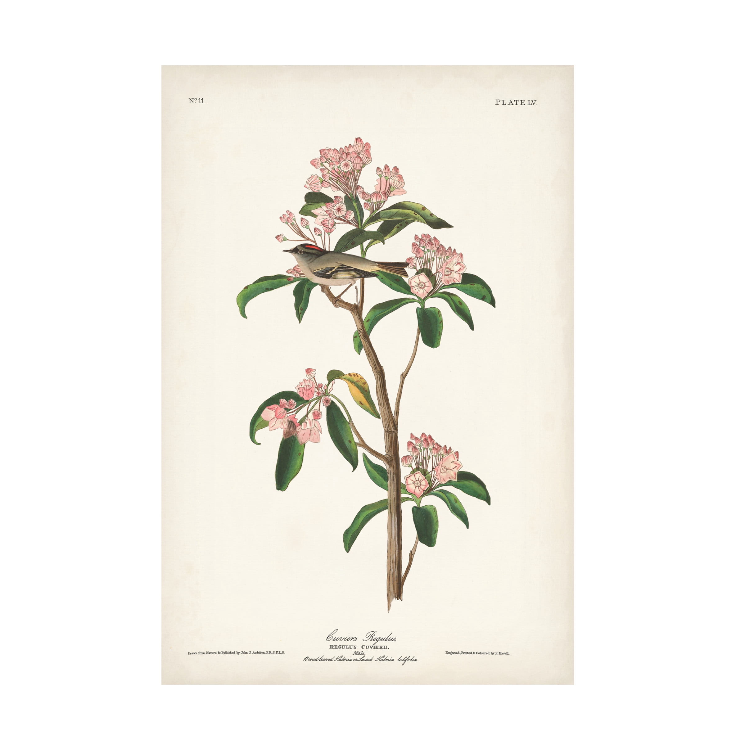 John James Audubon 'Cuviers Regulus' Canvas Art
