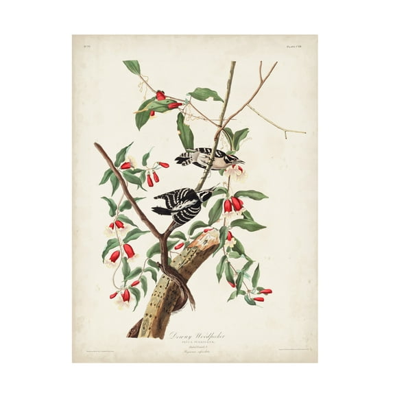John James Audubon 'Downy Woodpecker' Canvas Art