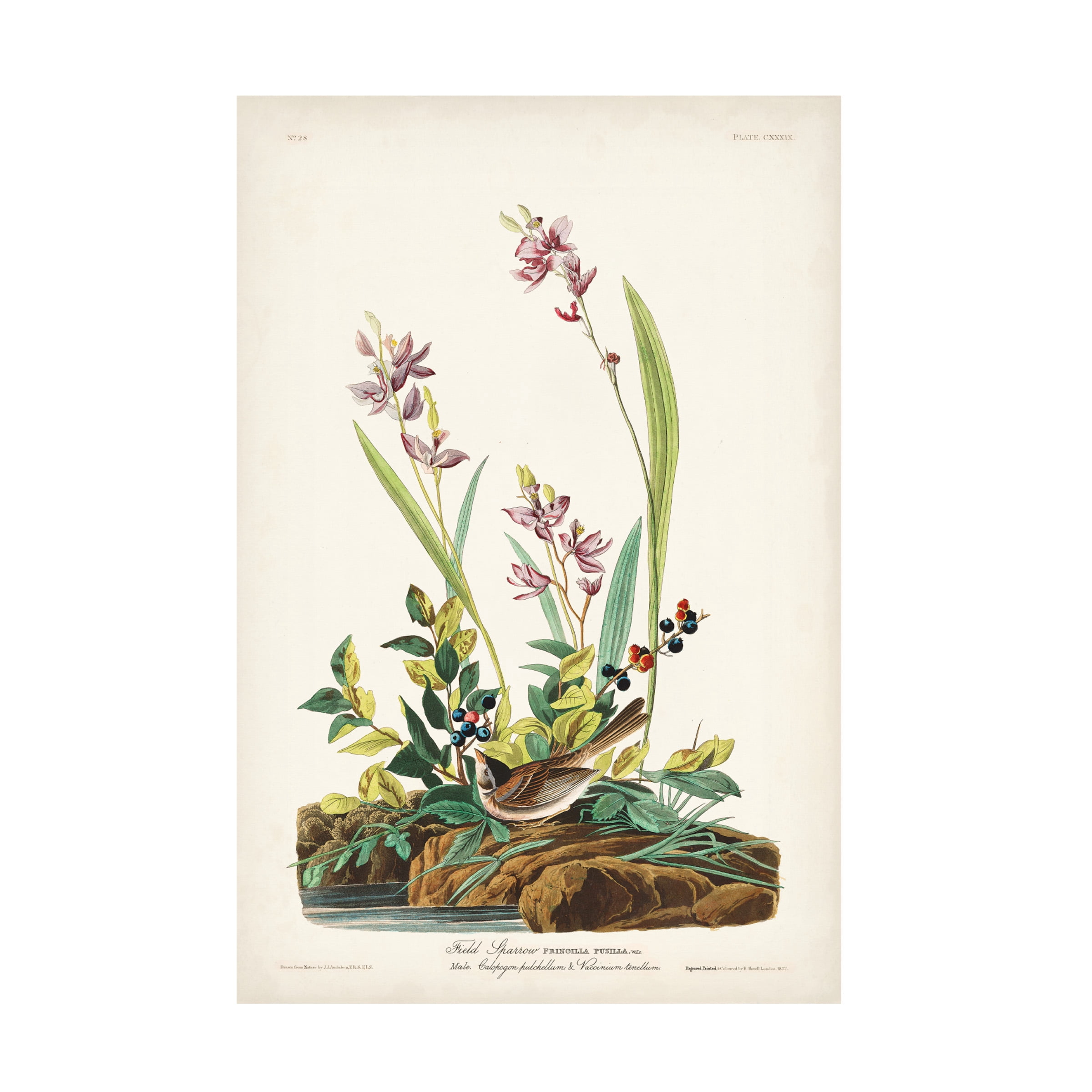 John James Audubon 'Field Sparrow' Canvas Art