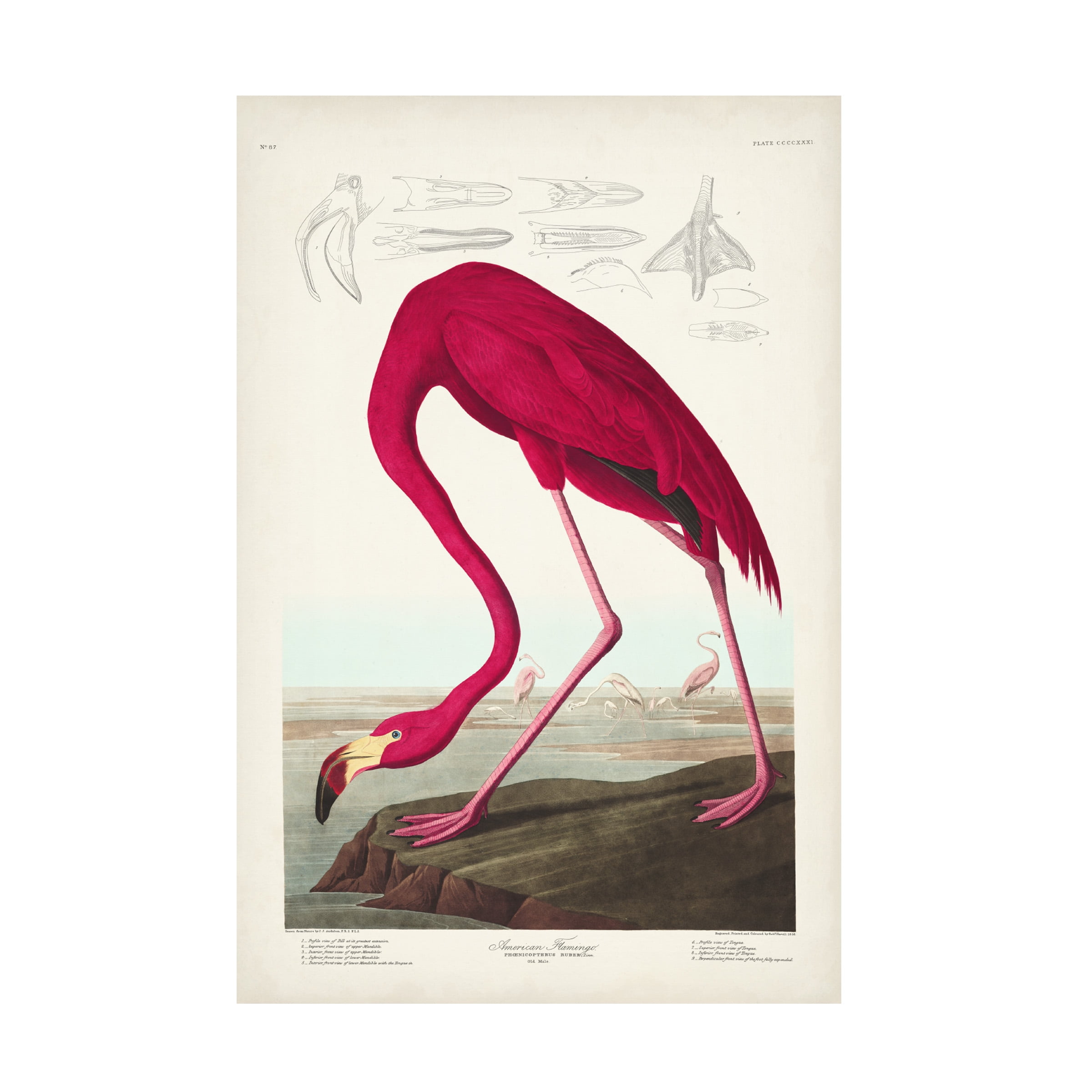 John James Audubon ' Flamingo' Canvas Art