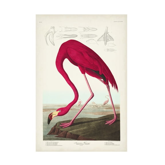 John James Audubon ' Flamingo' Canvas Art