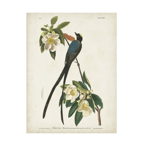 John James Audubon 'Fork Tailed Flycatcher' Canvas Art