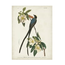 John James Audubon 'Fork Tailed Flycatcher' Canvas Art
