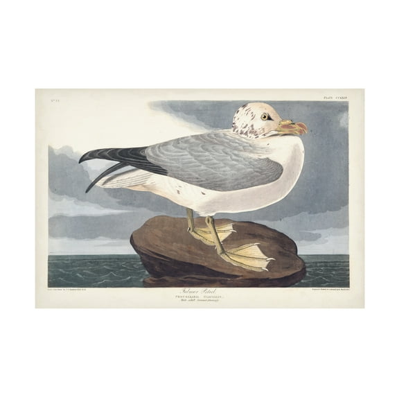 John James Audubon 'Fulmar Petral' Canvas Art