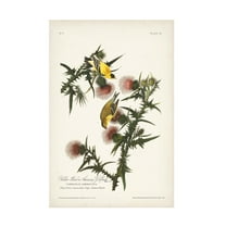 John James Audubon ' Gold Finch' Canvas Art