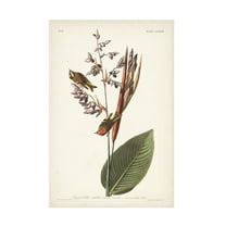 John James Audubon ' Golden Crested Wren' Canvas Art