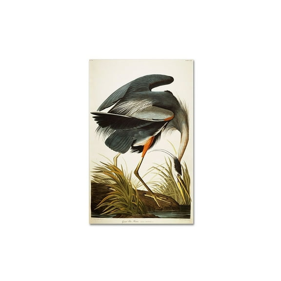 Trademark Fine Art John James Audubon Great Blue Heron Canvas Wall Art - 12x19