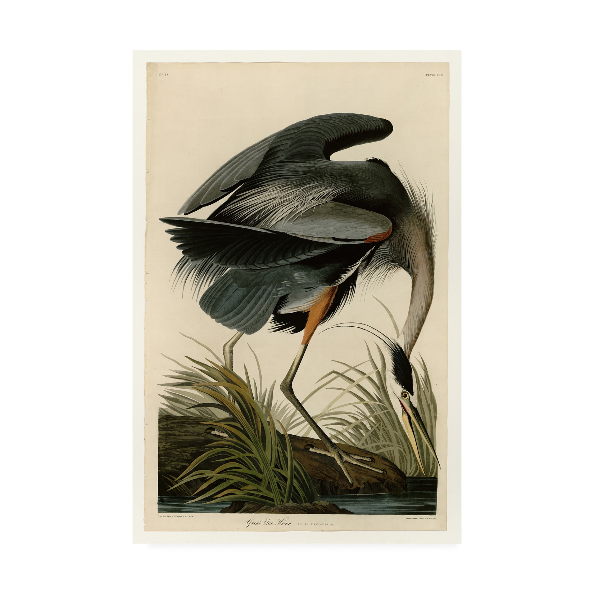 Great Blue Heron Multicolor Canvas Wall Art