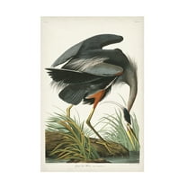 John James Audubon 'Great Blue Heron' Canvas Art