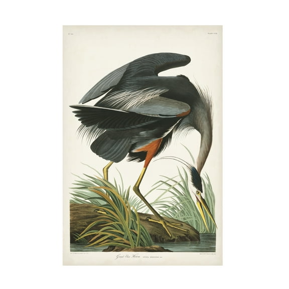John James Audubon 'Great Blue Heron' Canvas Art