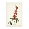 thumbnail image 1 of Trademark Fine Art John James Audubon Great Carolina Wren Canvas Wall Art - 16x24, 1 of 5