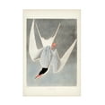 thumbnail image 1 of John James Audubon 'Great Tern' Canvas Art, 1 of 3