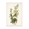 thumbnail image 1 of John James Audubon 'Green Black Capt Flycatcher' Canvas Art, 1 of 3