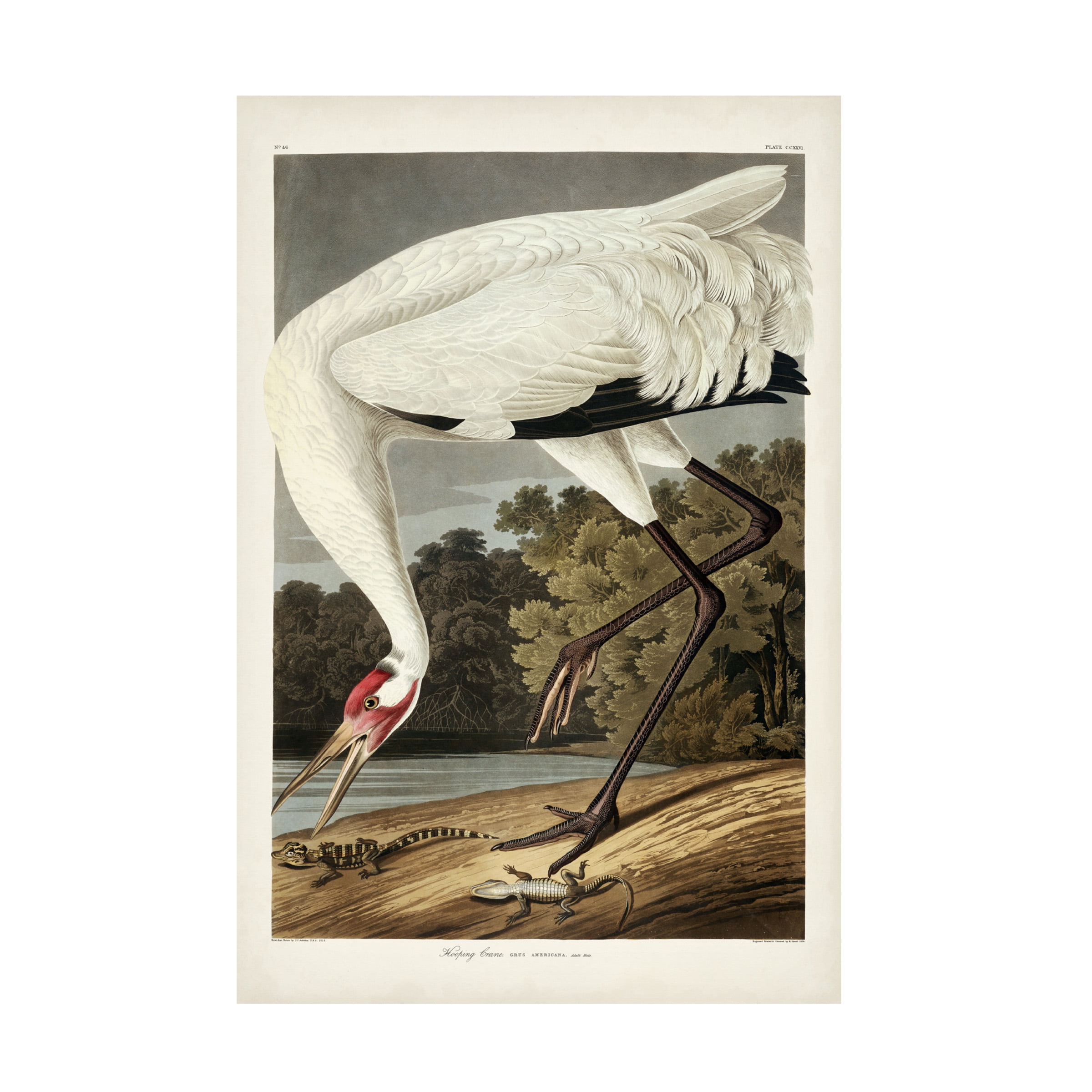 John James Audubon 'Hooping Crane' Canvas Art