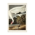 thumbnail image 1 of John James Audubon 'Hooping Crane' Canvas Art, 1 of 3
