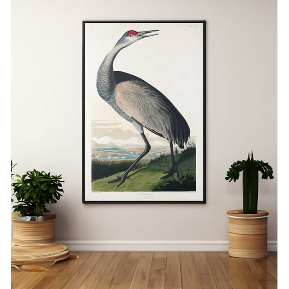 John James Audubon Hooping Crane Poster Wall Art Reproduction Birds of America Print, Unframed Paper Poster 8x10in