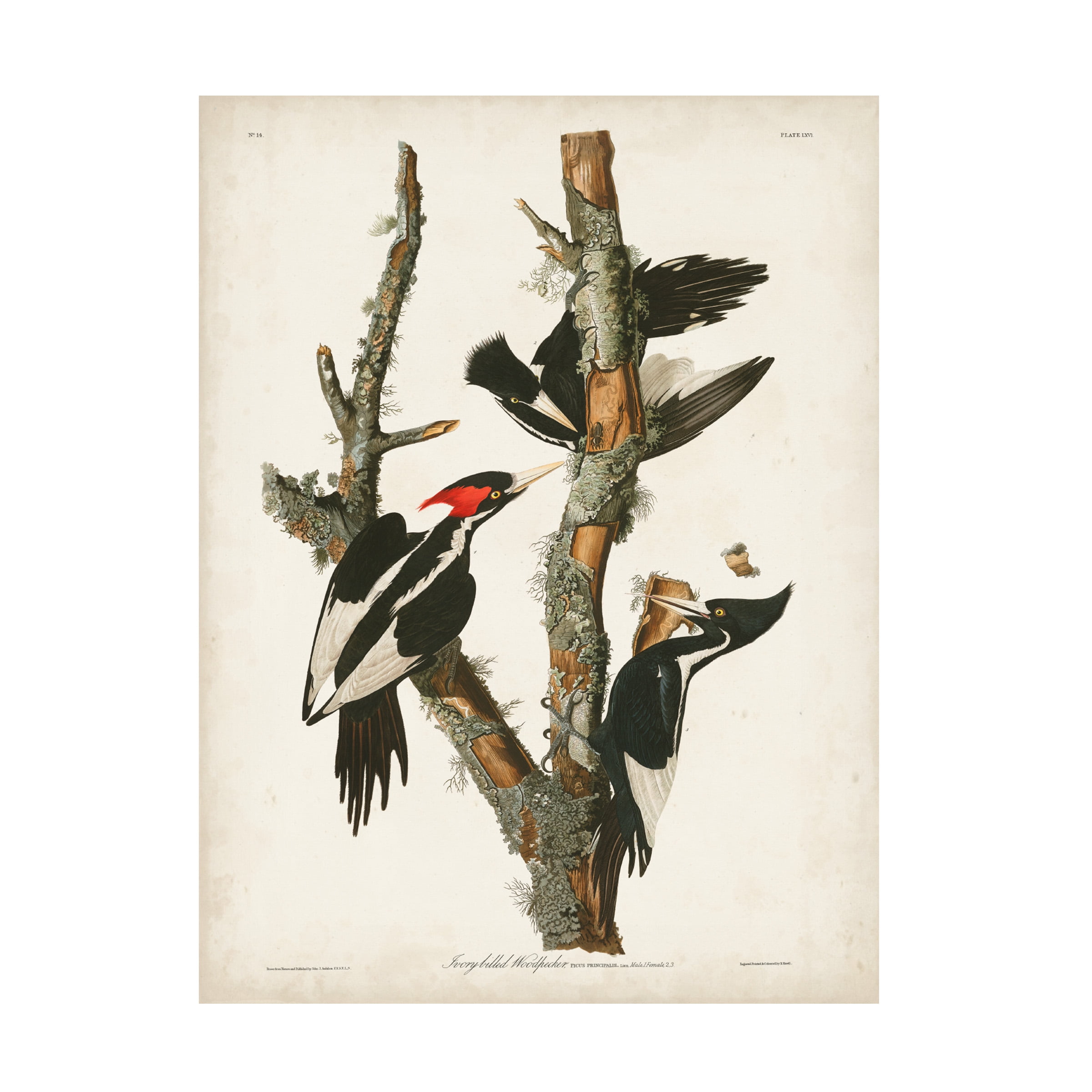 John James Audubon 'Ivory billed Woodpecker' Canvas Art