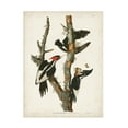 thumbnail image 1 of John James Audubon 'Ivory billed Woodpecker' Canvas Art, 1 of 3