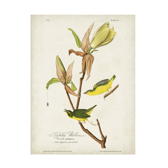 John James Audubon 'Kentucky Warbler' Canvas Art