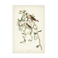 thumbnail image 1 of John James Audubon 'Lesser Red Poll' Canvas Art, 1 of 3
