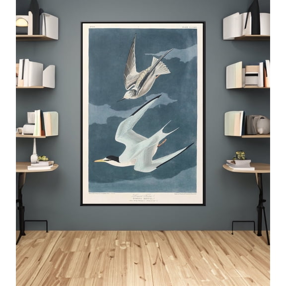 John James Audubon Lesser Tern /Poster Wall Art Reproduction Birds of America Print, Unframed Paper Poster 8x10in