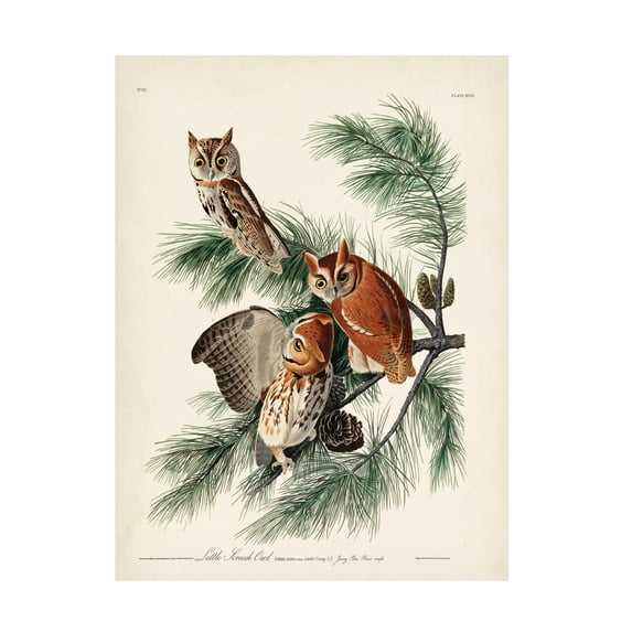 John James Audubon 'Little Screech Owl' Canvas Art