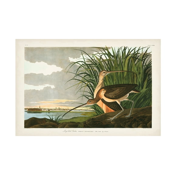 John James Audubon 'Long billed Curlew' Canvas Art