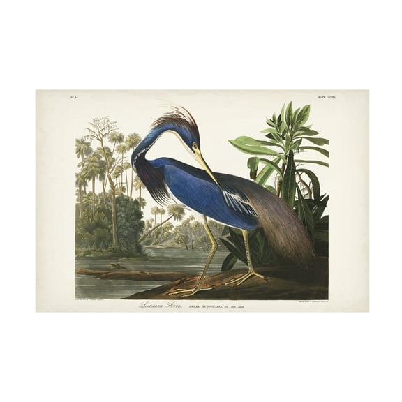 John James Audubon 'Louisiana Heron' Canvas Art