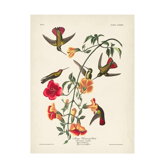 John James Audubon 'Mango Hummingbird' Canvas Art