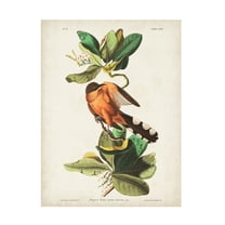 John James Audubon 'Mangrove Cuckoo' Canvas Art