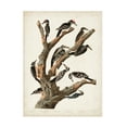 thumbnail image 1 of John James Audubon 'Marias Woodpecker' Canvas Art, 1 of 1