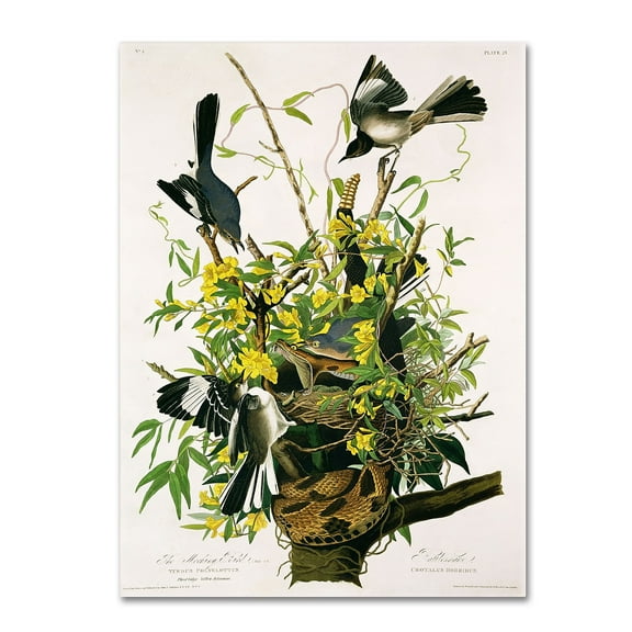 Trademark Fine Art John James Audubon Mocking Birds and Snake II Canvas Wall Art - 14x19