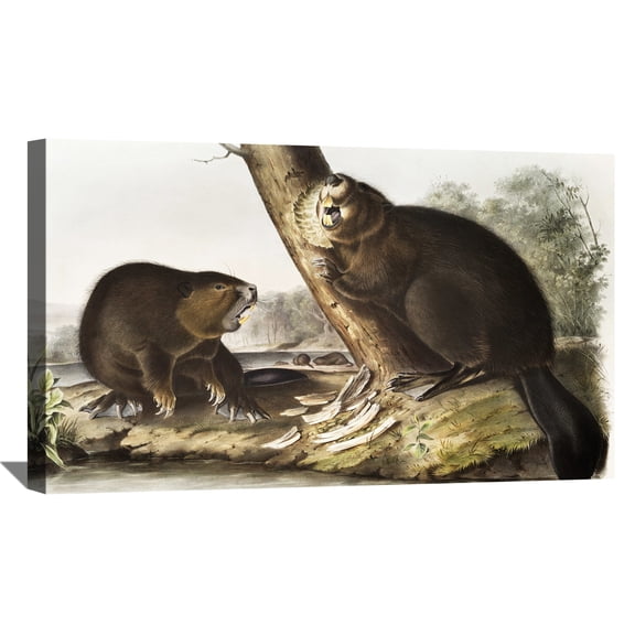 John James Audubon Painting American Beaver By Audubon Canvas Art Birds Framed Wall Art