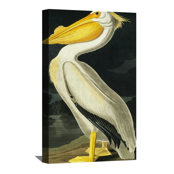 John James Audubon Painting American White Pelican By Audubon Canvas Art Birds Framed Wall Art