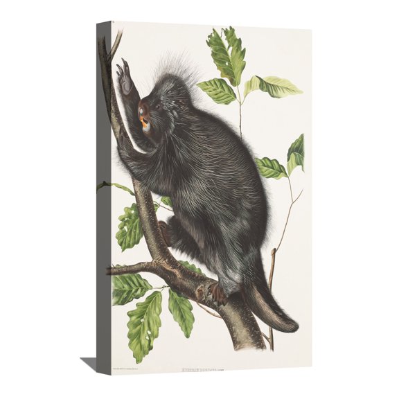 John James Audubon Painting Hystrix Dorsata By Audubon Canvas Art Birds Framed Wall Art