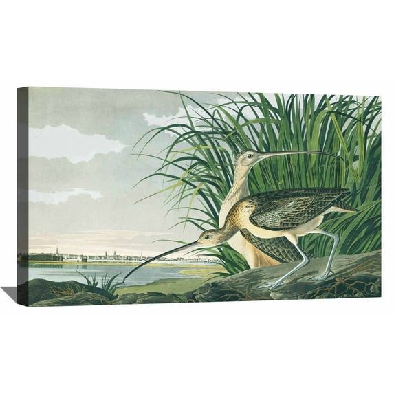 John James Audubon Painting Long-Billed Curlew By Audubon Canvas Art Birds Framed Wall Art