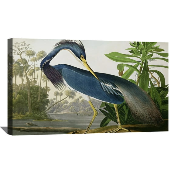 John James Audubon Painting Louisiana-Heron- By Audubon Canvas Art Birds Framed Wall Art