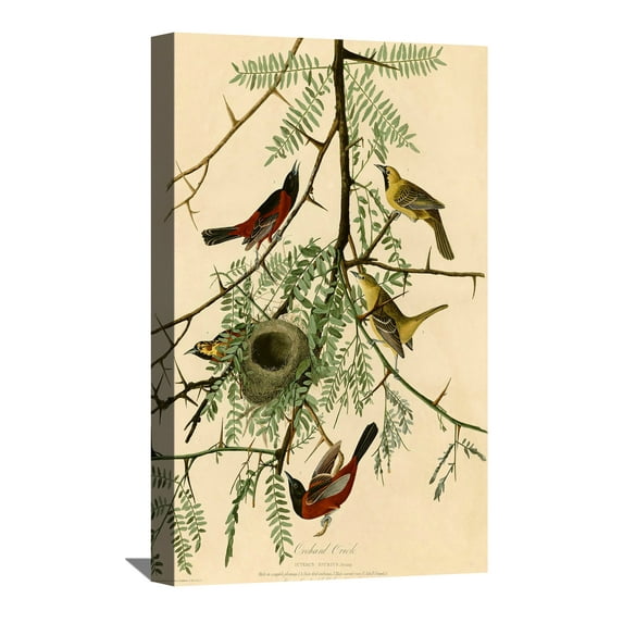 John James Audubon Painting Orchard Oriole By Audubon Canvas Art Birds Framed Wall Art