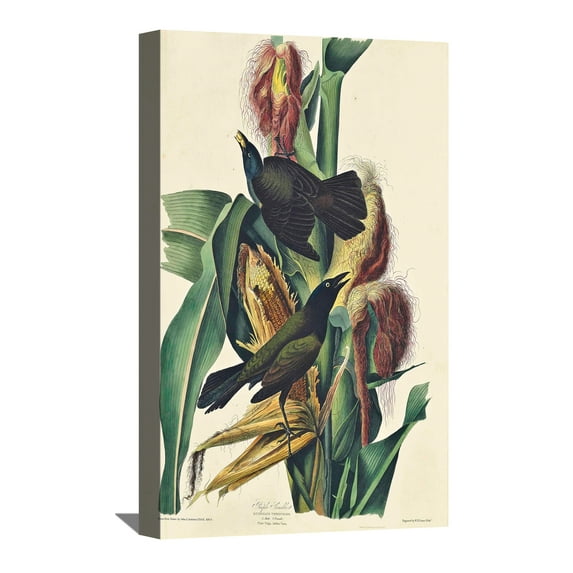 John James Audubon Painting Purple Grackle, By Audubon Canvas Art Birds Framed Wall Art