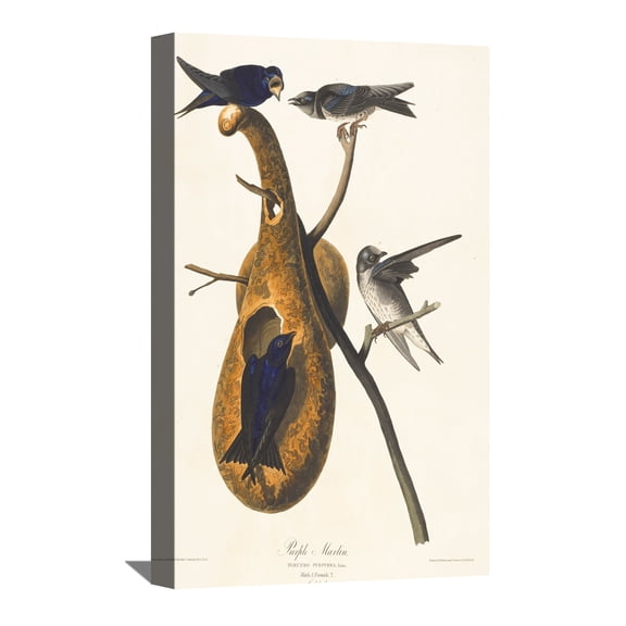 John James Audubon Painting Purple Martin, By Audubon Canvas Art Birds Framed Wall Art
