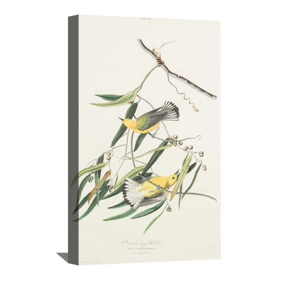 John James Audubon Painting Snow Bird By Audubon Canvas Art Birds Framed Wall Art