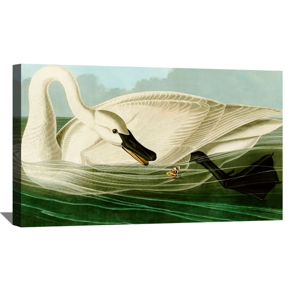 John James Audubon Painting Trumpeter_Swan By Audubon Canvas Art Birds Framed Wall Art