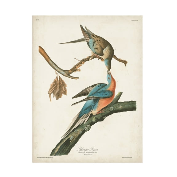 John James Audubon 'Passenger Pigeon' Canvas Art