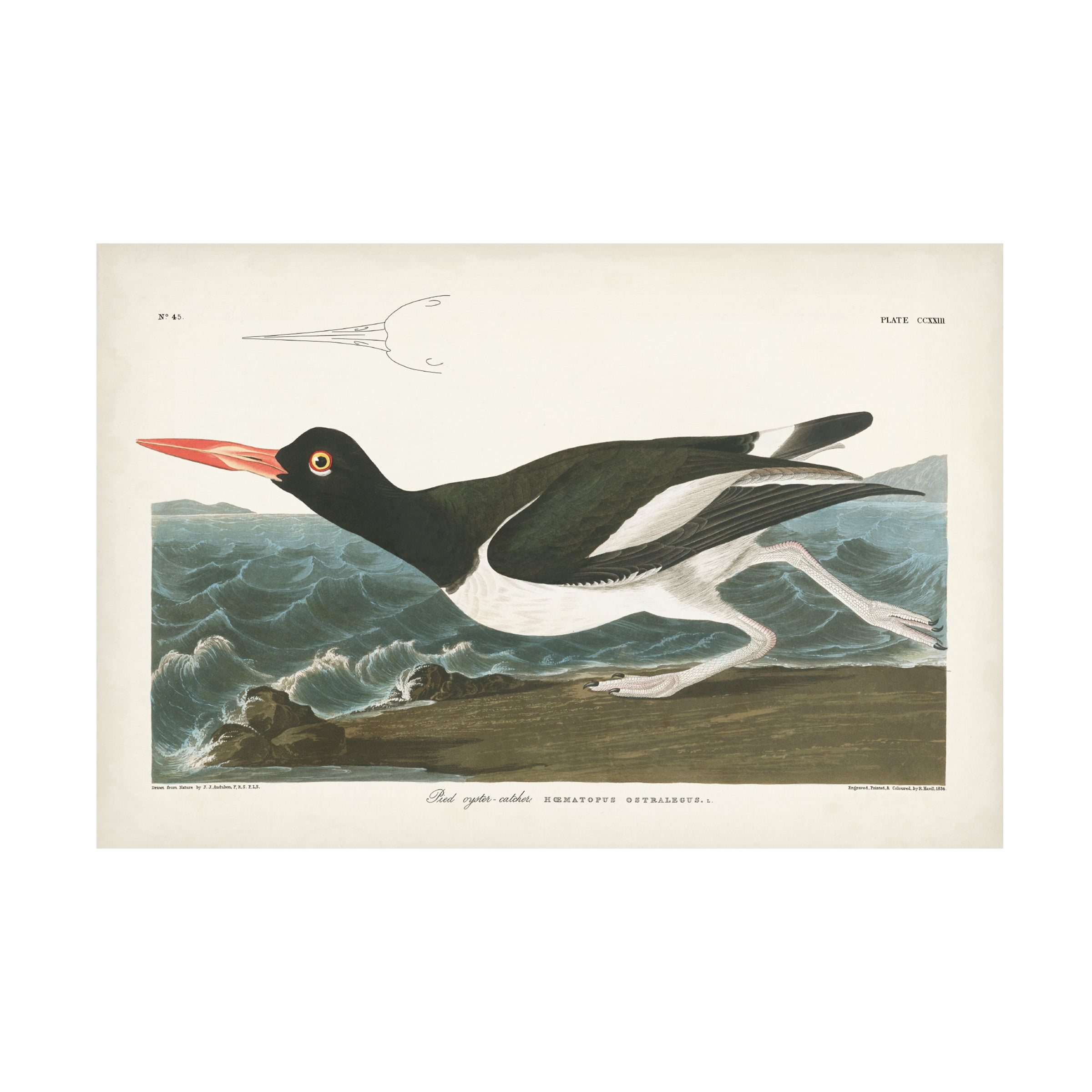 John James Audubon 'Pied Oyster Catcher' Canvas Art