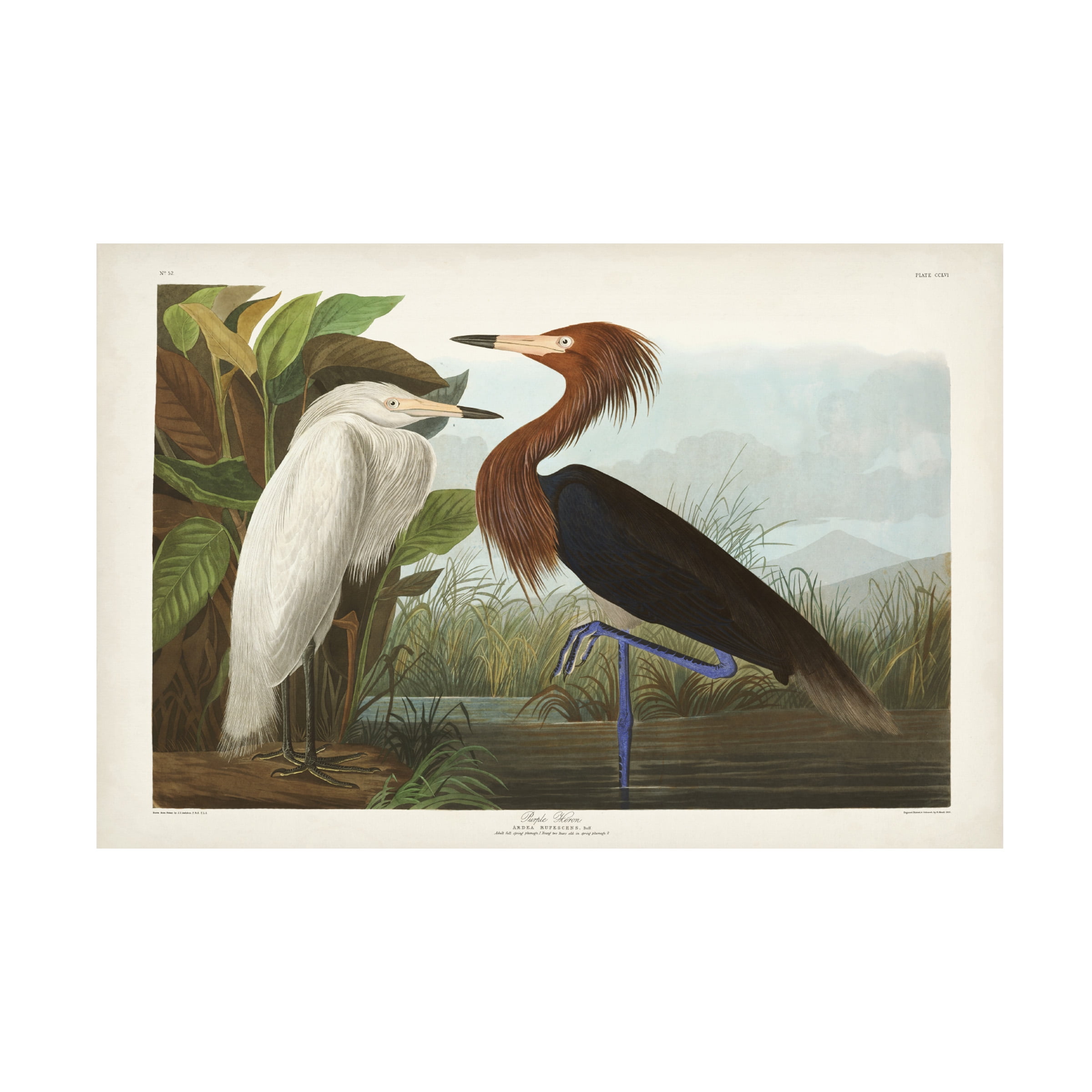 John James Audubon 'Purple Heron' Canvas Art