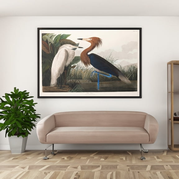John James Audubon Purple Heron Poster Wall Art Birds of America Print, Unframed Paper Poster 8x10in